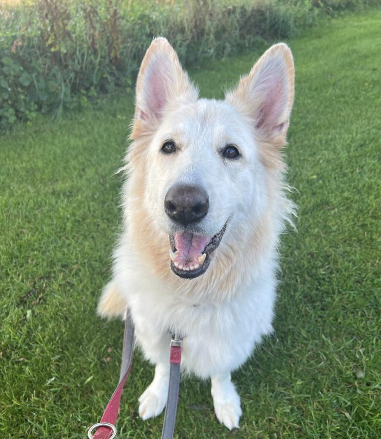 White Swiss Shepherd sitting on grass looking up