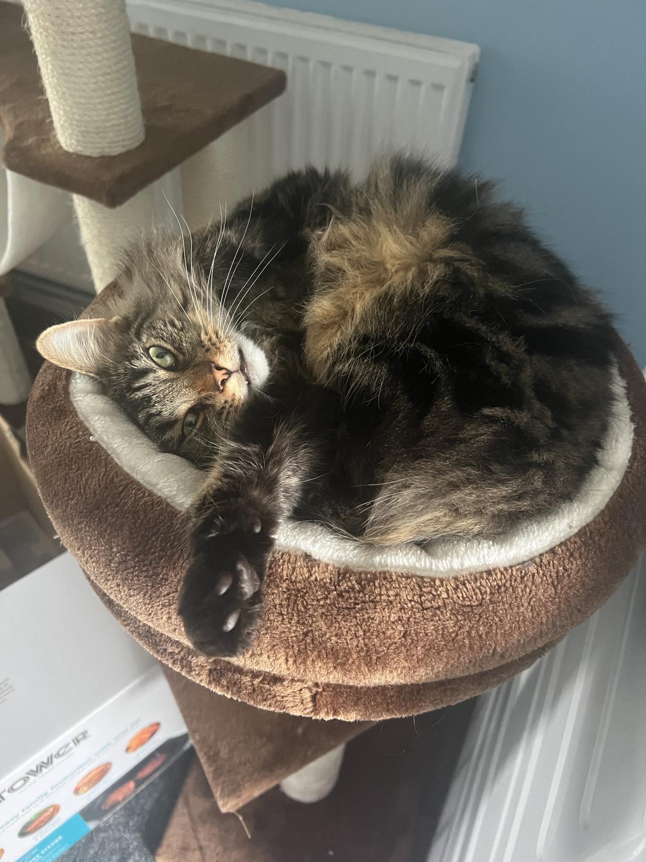 Tabby cat curled up in a plush cat-tree basket