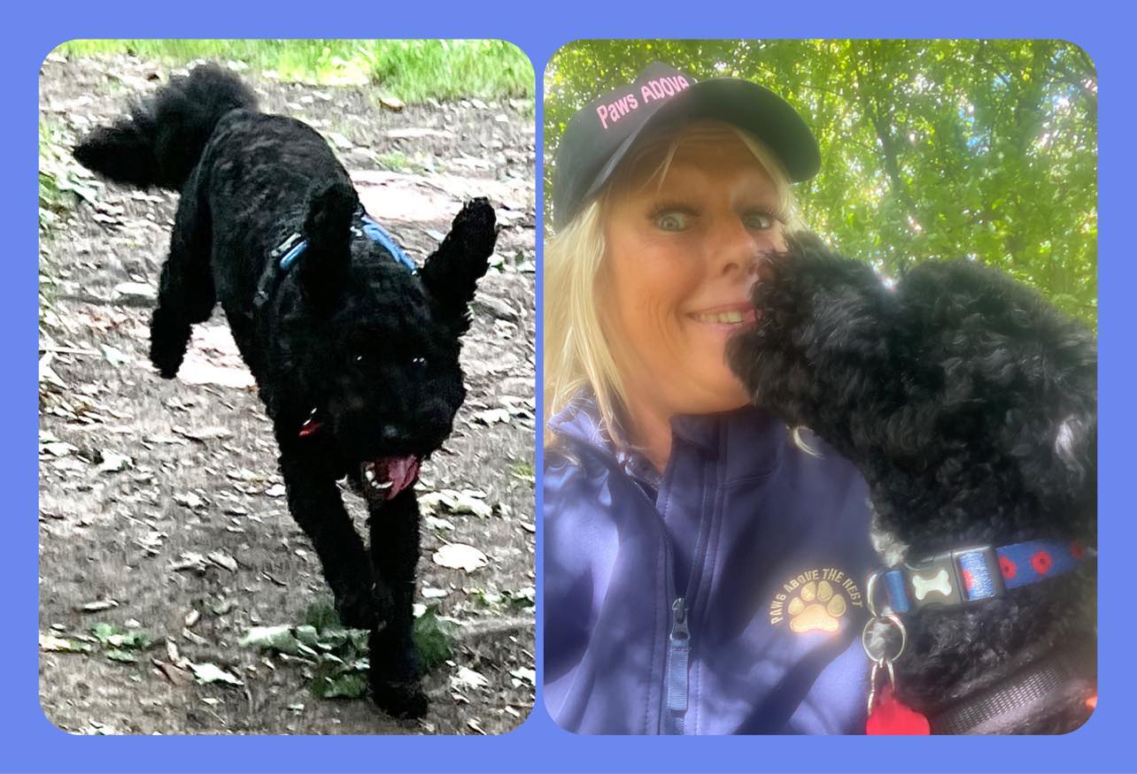 Black curly-coated dog running on a path and cuddling its handler